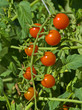 Cherry Tomatoes on the Vine