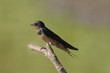 Barn Swallow (Hirundo rustica)