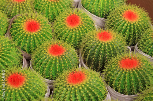 Photo: echinocactus grusonii echinocactus grusonii