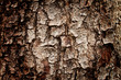 bark