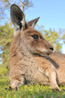 Kangaroo has a rest in a kangaroo reserve