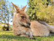 Kangaroo has a rest in a kangaroo reserve