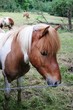 Pony vor der Linse