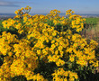 Korbblüter, Arnica