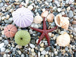 Sea star, urchins and shells background Sea star, urchins and shells background