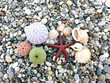 Sea star, urchins and shells background Sea star, urchins and shells background