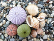 Sea urchins and shells background Sea urchins and shells background