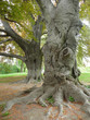 knorriger alter Baum