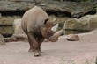 Black rhinoceros (Diceros bicornis)