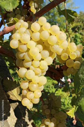 Photo: yellow grape bunch yellow grape bunch