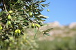 OLIVES