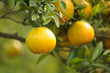 oranges on a tree