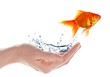 goldfish