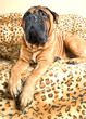 Portrait of big dog - bullmastiff