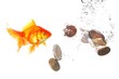 goldfish and money
