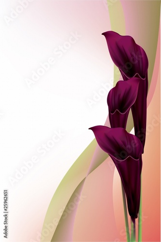 Vector: Beautiful black calla lilly Beautiful black calla lilly