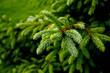 green prickly branches of a fur-tree or pine green prickly branches of a fur-tree or pine