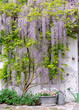 wisteria