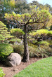 Tree in japanese garden