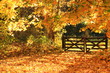 Weidezaun Waldweg Herbstlaub Laubfärbung Waldboden