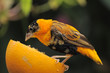 Orange Bishop Weaver Finch feeding on an orange