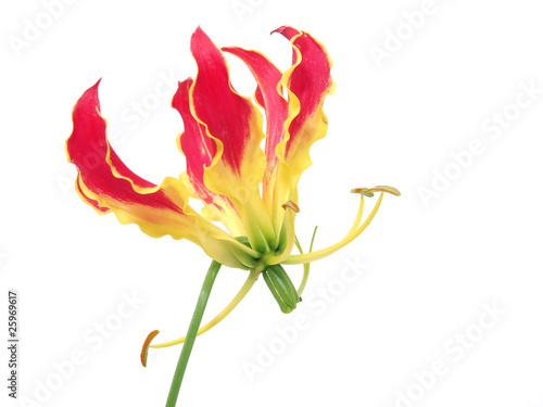 Foto: Gloriosa flower Gloriosa flower