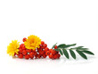 Ash-berry and flowers