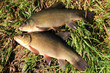 two Tench