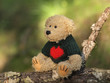 Teddy Bear