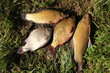 fishing time... after...  Crucian Carp and Tench