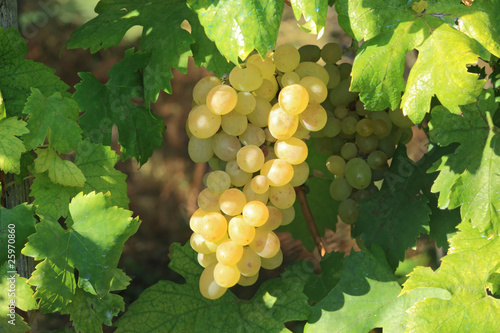 Photo: yellow grape cluster in leaves frame yellow grape cluster in leaves frame