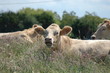 vaches