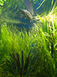 Aquarium et poisson d'eau douce