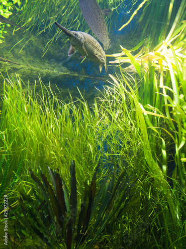 Photo : Aquarium et poisson d'eau douce Aquarium et poisson d'eau douce
