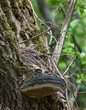 Turdus iliacus, Redwing