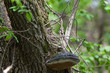 Turdus iliacus, Redwing