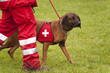 Rettungshund