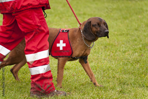 Photo: Rettungshund Rettungshund