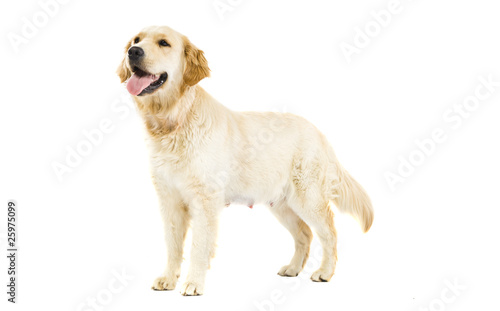 Foto: Golden Retriever Golden Retriever