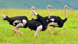 Three ostriches. Ngorongoro Crater, Tanzania Three ostriches. Ngorongoro Crater, Tanzania