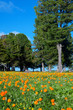 Orange flowers Trollius Orange flowers Trollius