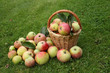 apples
