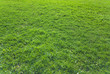 Green grass field Green grass field