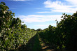 LA VIGNE ET LE VIN