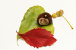 Fall composition