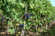 rotwein