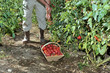 cueillette de tomates au potager