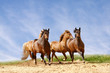 horses run
