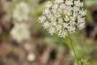 ammi visnaga