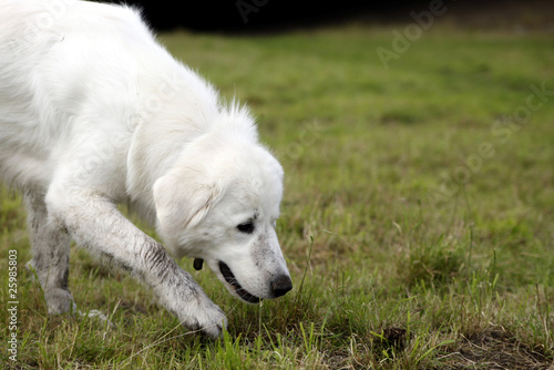 Photo: Hund sucht auf einer Spur Hund sucht auf einer Spur